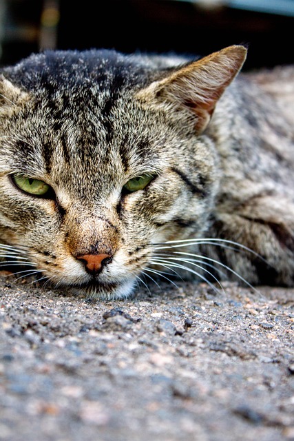 Free Cat Pet photo and picture