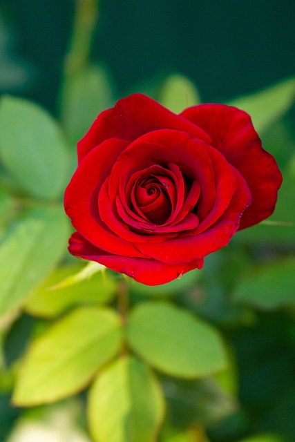 Free Rose Flower photo and picture