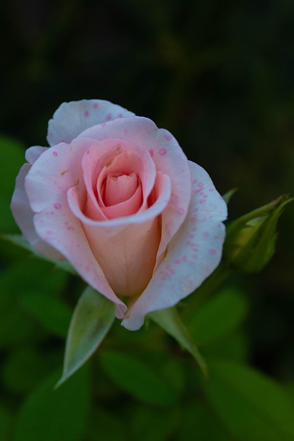 Free Rose Flower photo and picture
