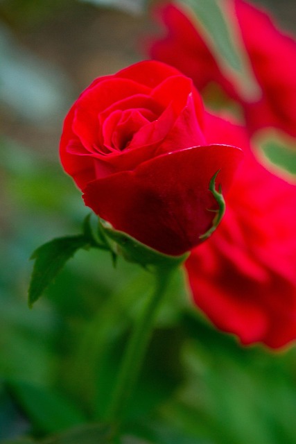 Free Rose Flower photo and picture