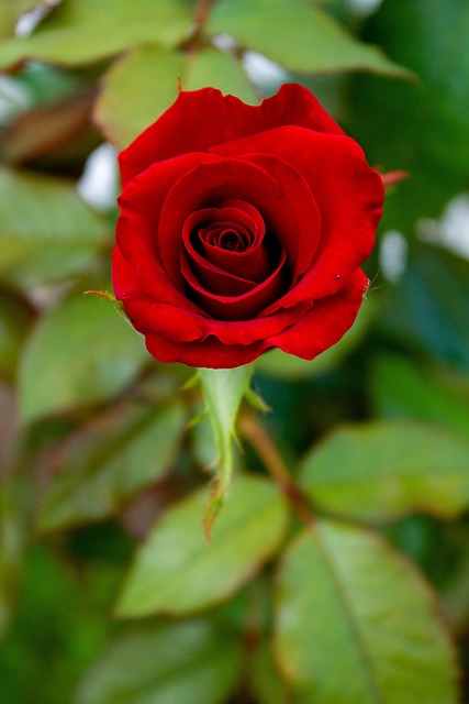 Free Rose Rose Flower photo and picture
