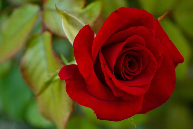 Free Rose Flower photo and picture