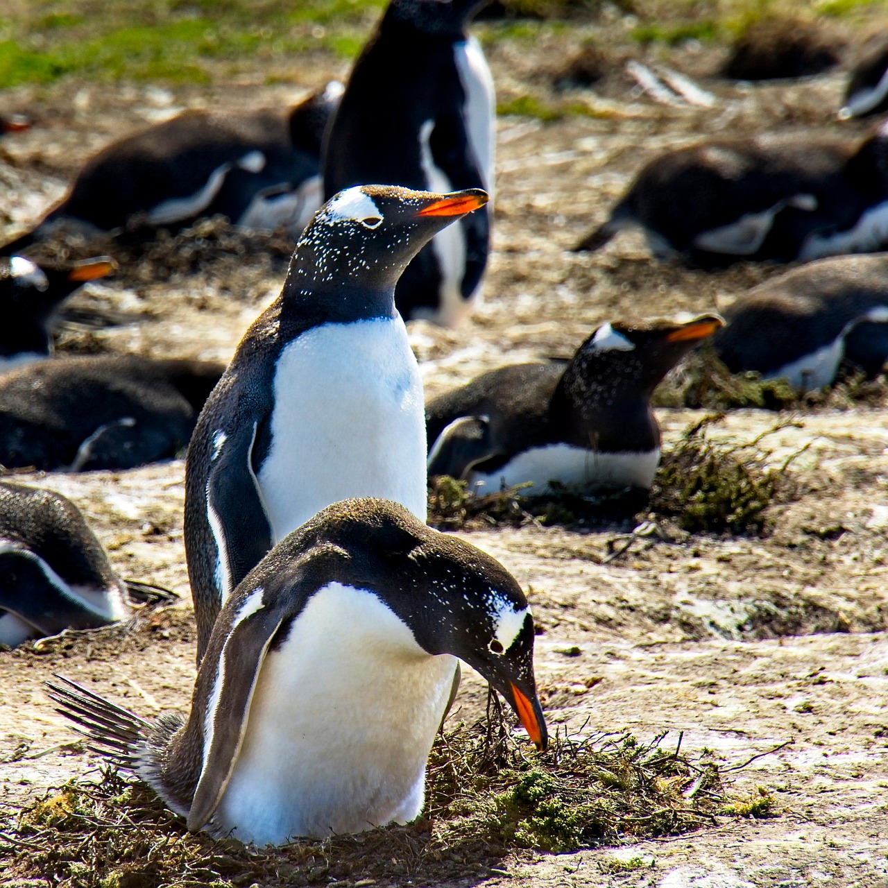 penguins-nature-wildlife-free-photo-on-pixabay