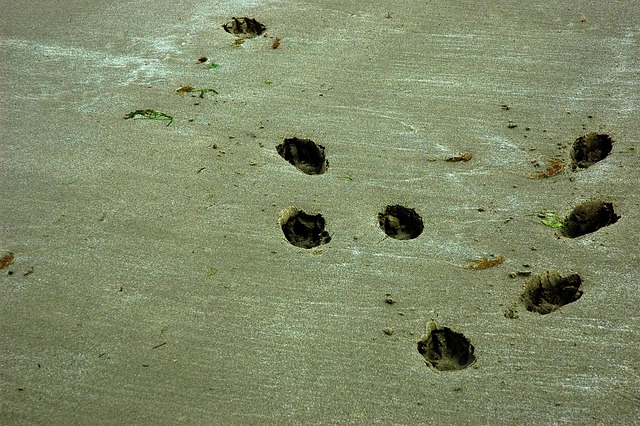Free Sand Footprints photo and picture