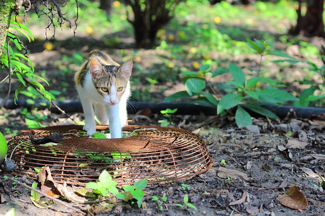 Free Cat Pet photo and picture