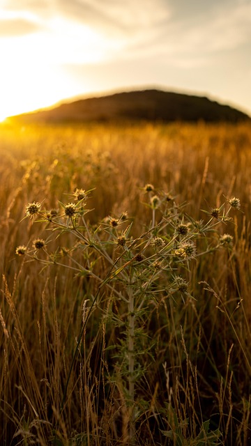 Free Field Nature photo and picture
