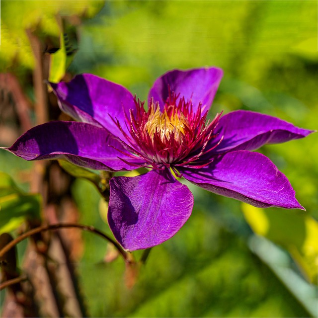 Free Clematis Flower photo and picture