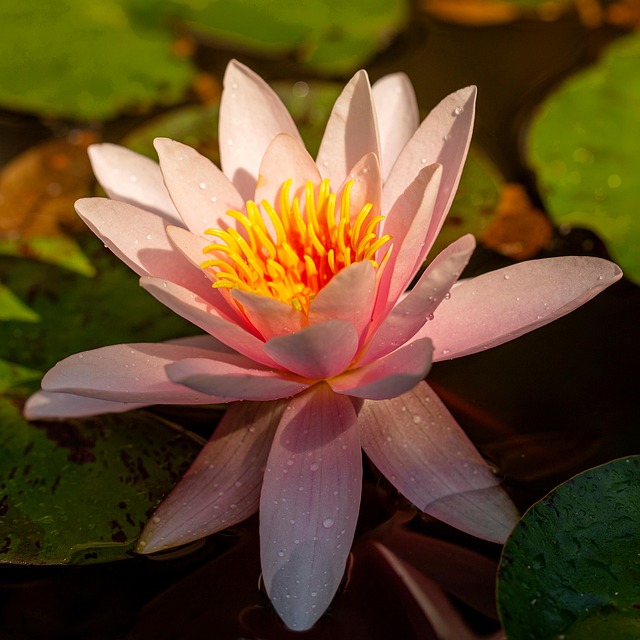 Free Water Lily Flower photo and picture