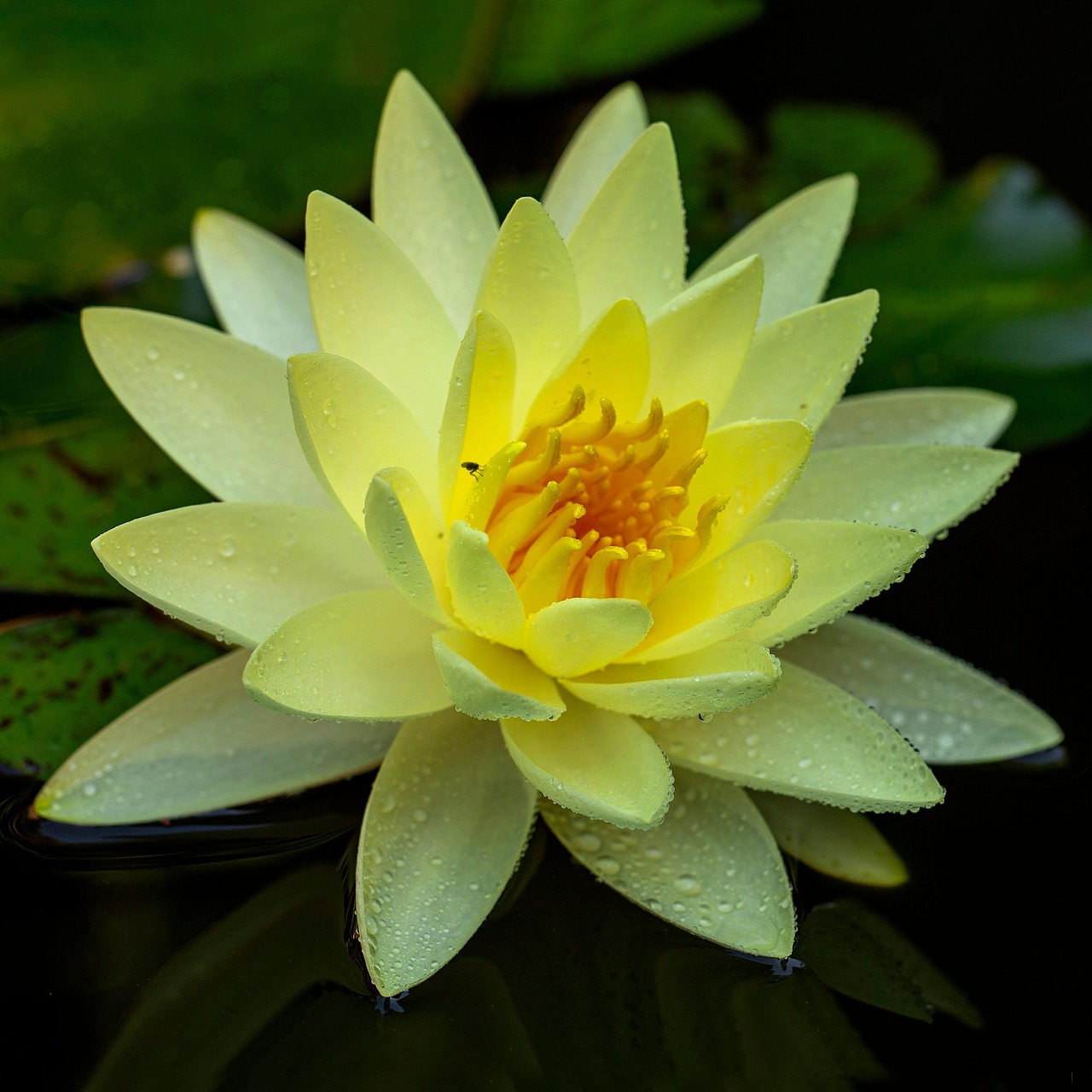 Water Lily Flower Yellow Free photo on Pixabay Pixabay