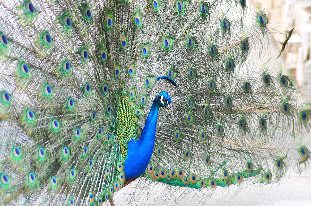 Pavo Real Pájaro Plumas - Foto gratis en Pixabay - Pixabay