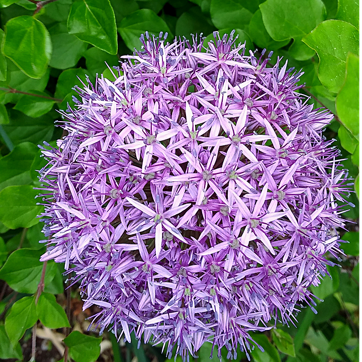 Lila Blume Globe Thistle - Kostenloses Foto auf Pixabay - Pixabay