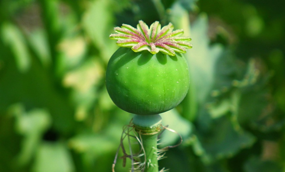 罂粟 种荚 植物 - Pixabay上的免费照片 - Pixabay