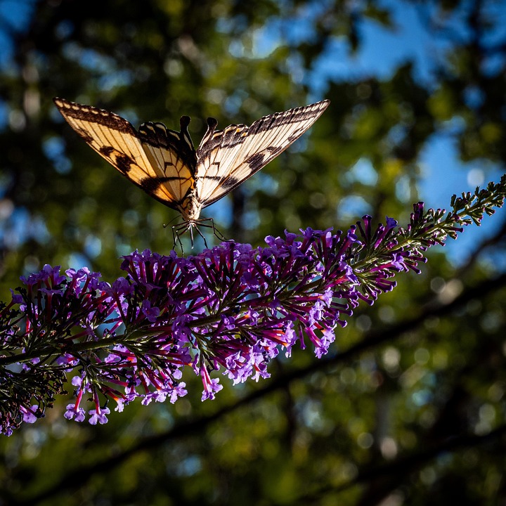 Butterfly Flowers Pollinate Free photo on Pixabay Pixabay