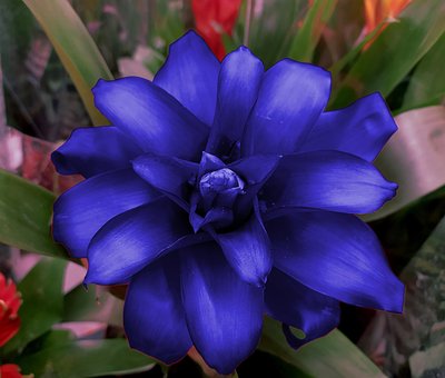 Free Bromeliads Flower photo and picture