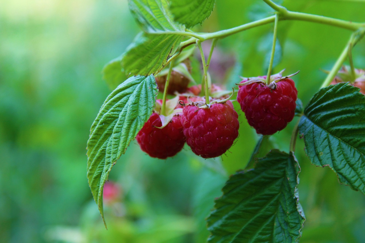 Raspberries Fruits Berries Free photo on Pixabay Pixabay