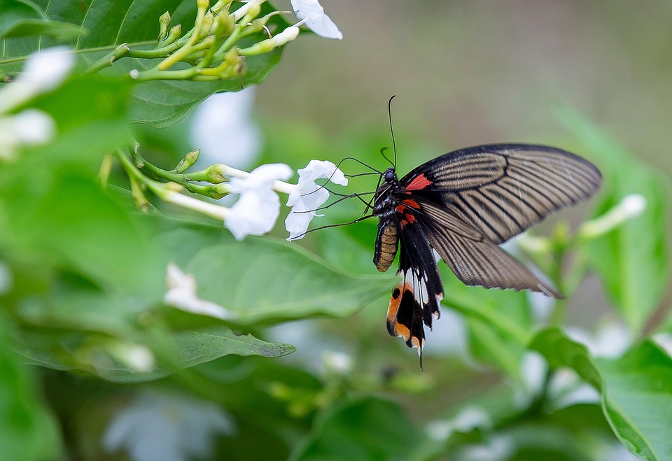Butterfly Flower Pollinate Free photo on Pixabay Pixabay