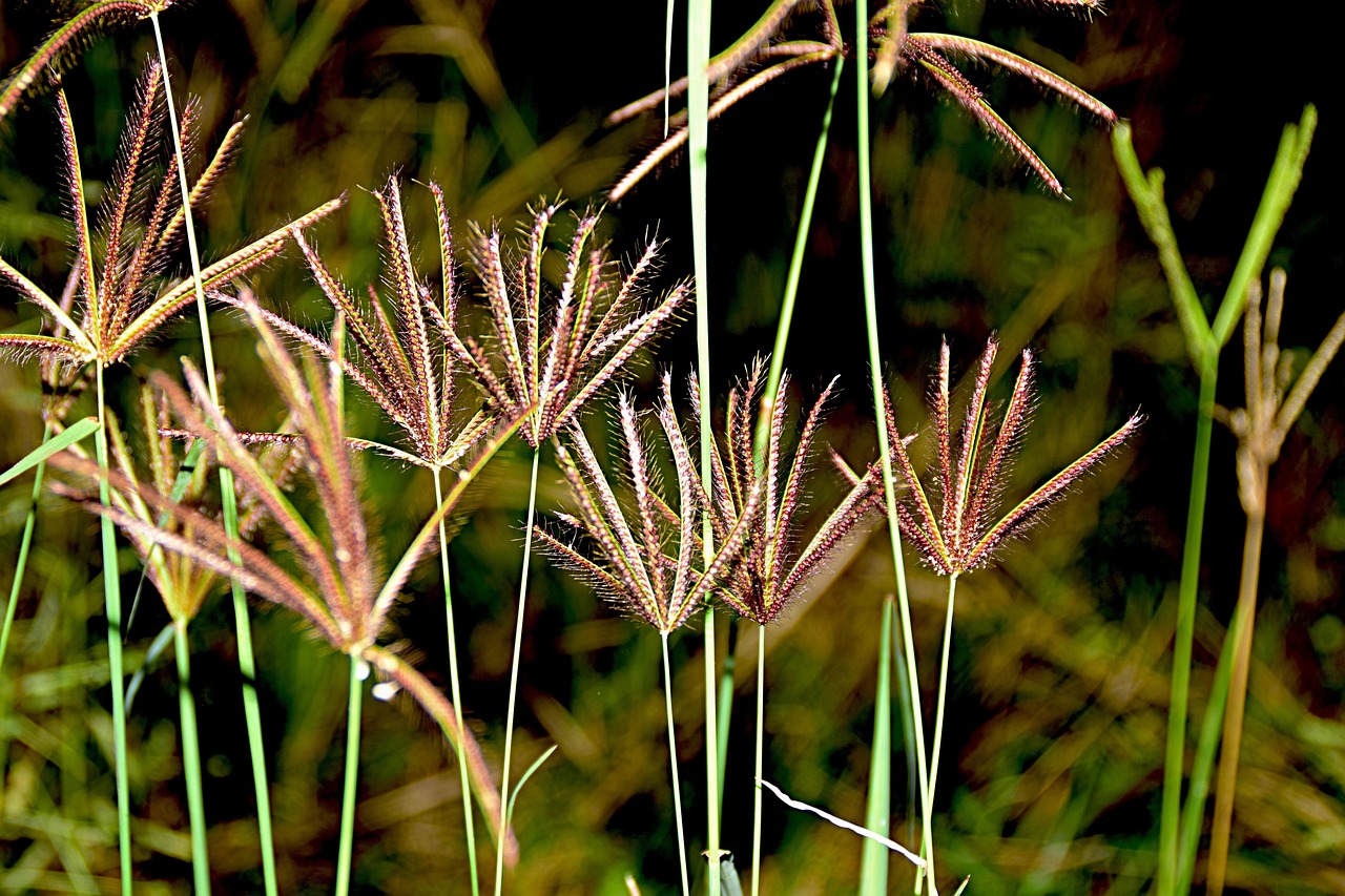 Blades Of Grass Seeds - Free photo on Pixabay - Pixabay