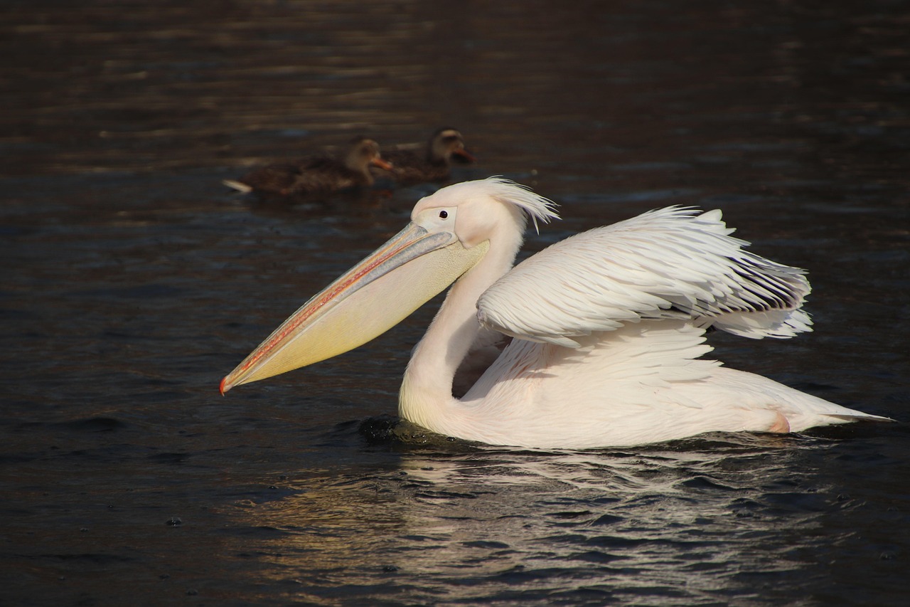 Pelican Mallard Duck - Free photo on Pixabay - Pixabay