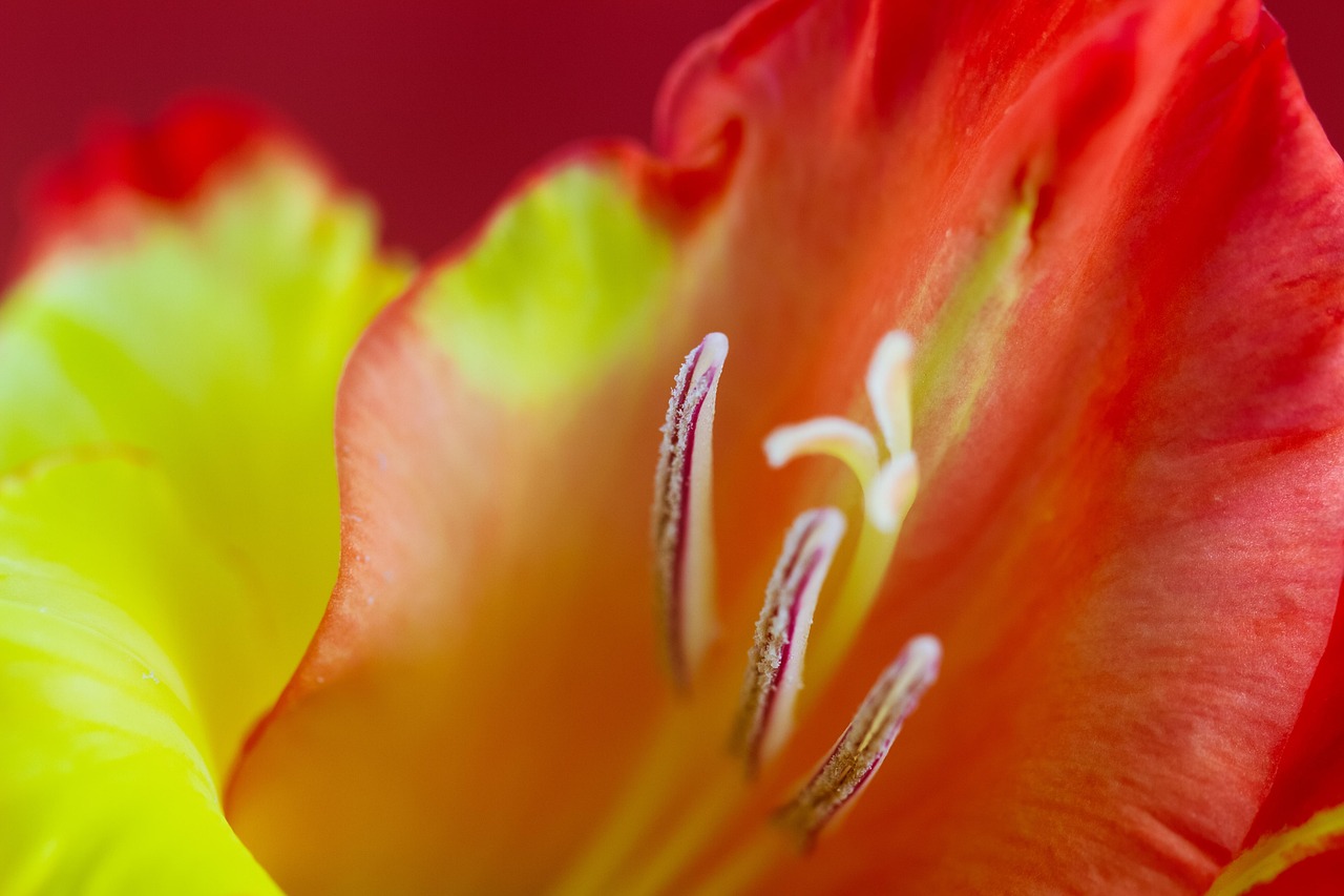 gladiolus, flower, nature, flower background, macro, blossom, beautiful flowers, bloom, flower wallpaper, close up, pistils
