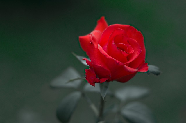 Free Rose Flower Background photo and picture