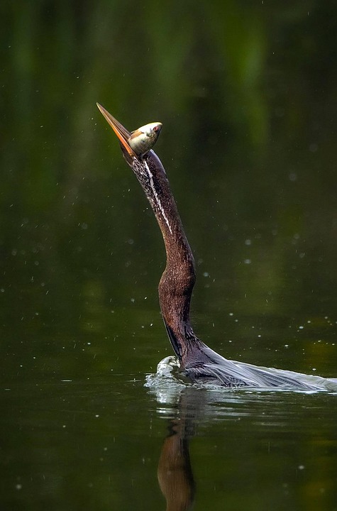 Anhinga Snakebird American Darter - Free photo on Pixabay - Pixabay
