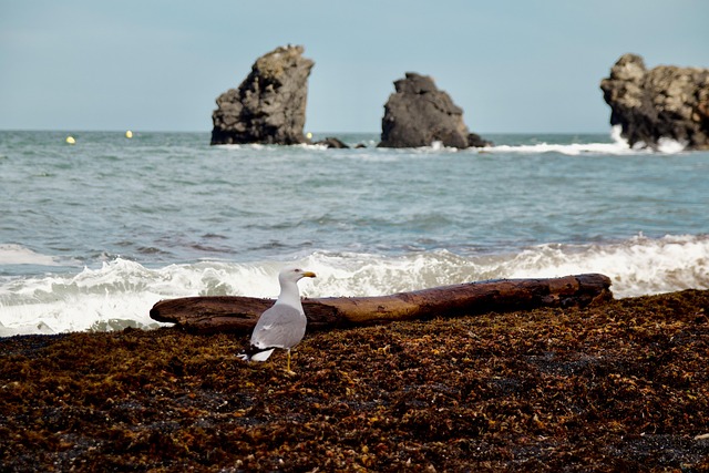 Möwe, Vogel, Meer, Seevögel, Sitzend