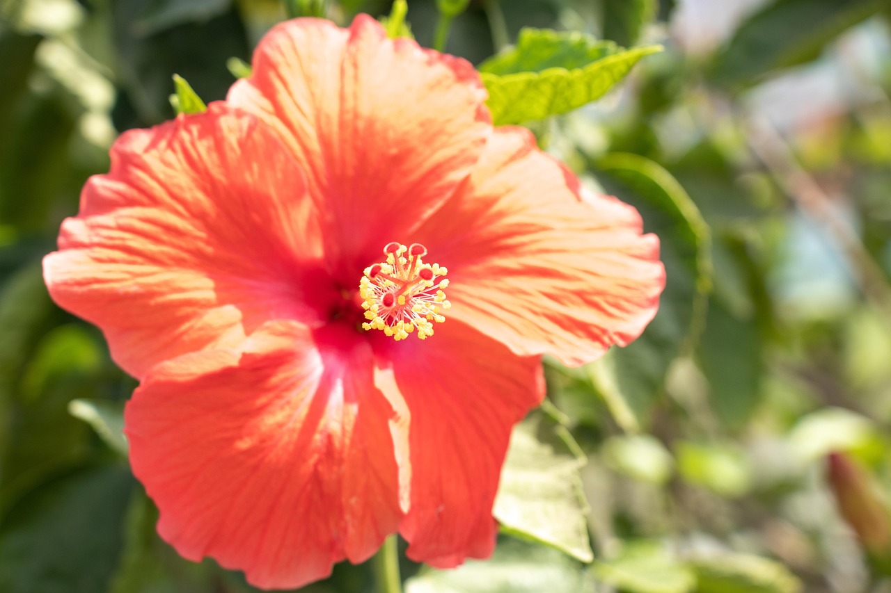 Hibiscus Flower Stamen Free photo on Pixabay Pixabay
