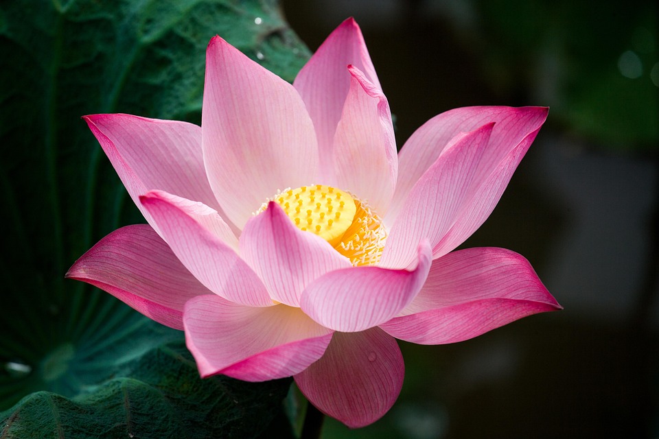 LyLy responds to Chau Dang Khoa - News Directory 3