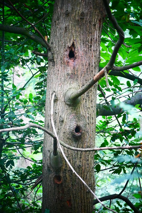 Woodpecker Holes Tree Nest - Free photo on Pixabay - Pixabay