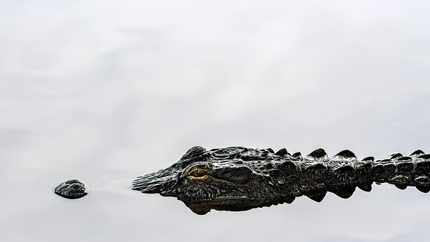 Free Alligator Swamp photo and picture