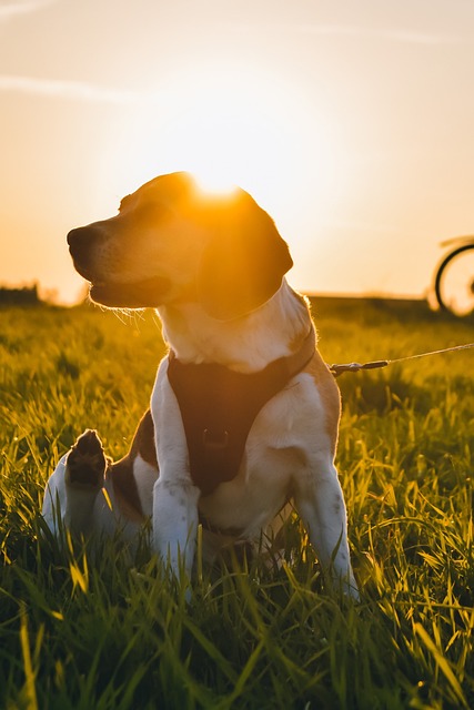 Hond, Dier, Huisdier, Schattig, Puppy