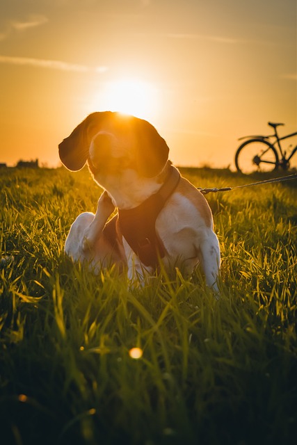 Hond, Dier, Huisdier, Schattig, Puppy