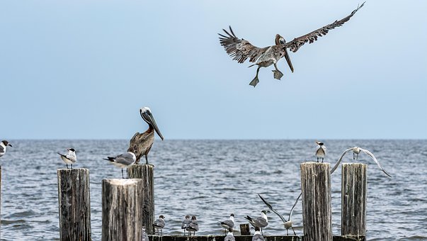 Free Gulls Pelicans photo and picture