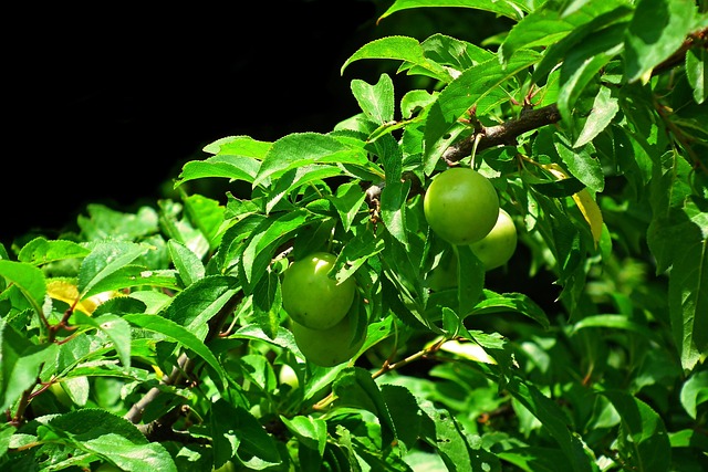 Plum Fruit Botany - Free photo on Pixabay