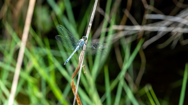 Free Dragonfly Insect photo and picture