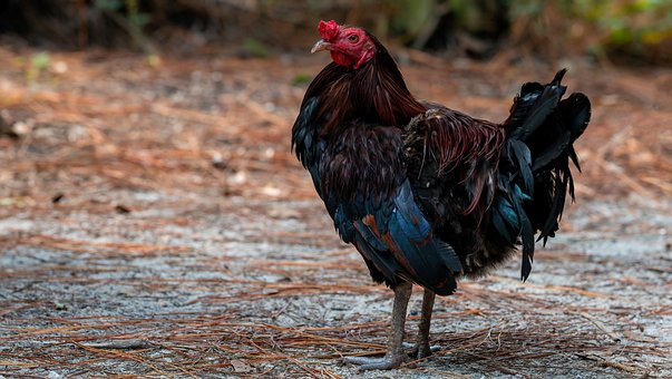 Free Rooster Poultry photo and picture