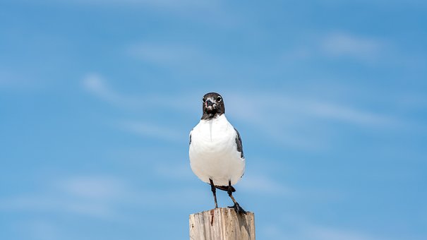 Free Seagull Bird photo and picture