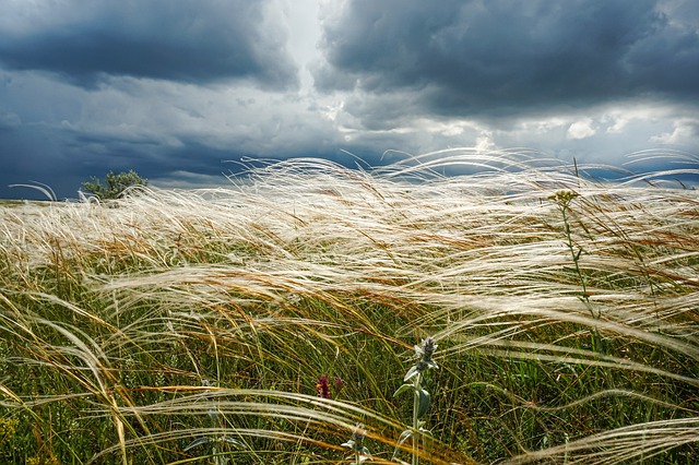 Free Grass Wind photo and picture