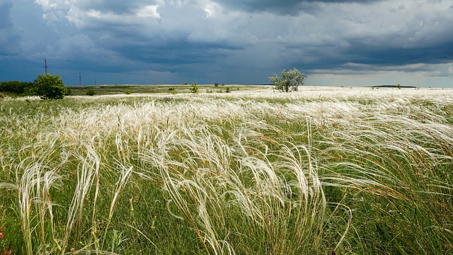 Free Grass Field photo and picture