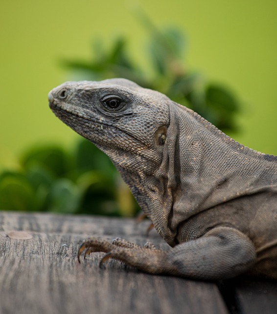 Iguana, Réptil, Escamoso, Dragão
