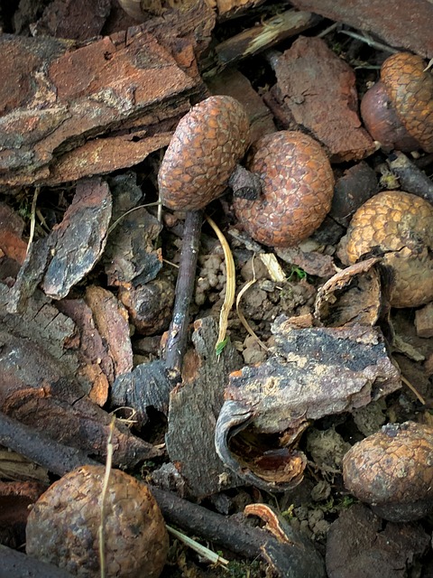 Free Acorn Caps Oak Acorn Caps photo and picture