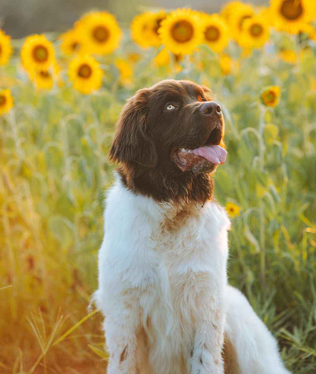 狗 小狗 犬类 - Pixabay上的免费照片 - Pixabay