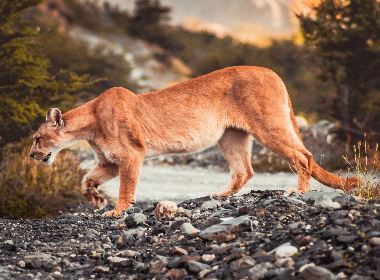 200 Puma E Natura Immagini Gratis Pixabay