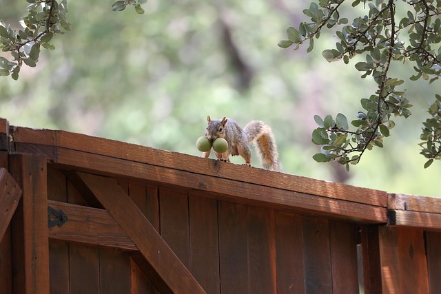 Free Squirrel Animal photo and picture