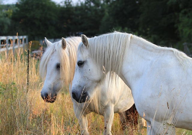 Free Horses Animals photo and picture