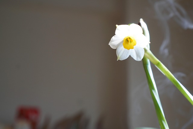 Bloem, Gele Narcis, Bloemblaadjes