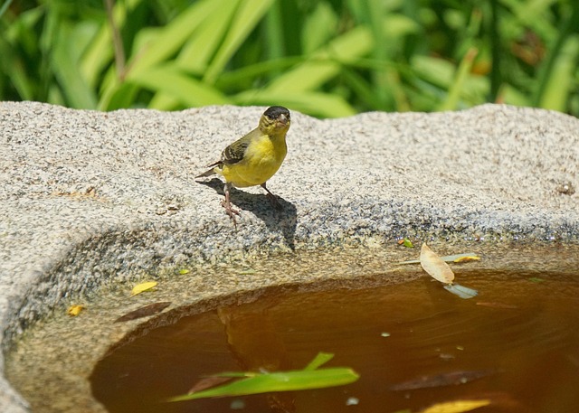 Free Birdbath Bird photo and picture
