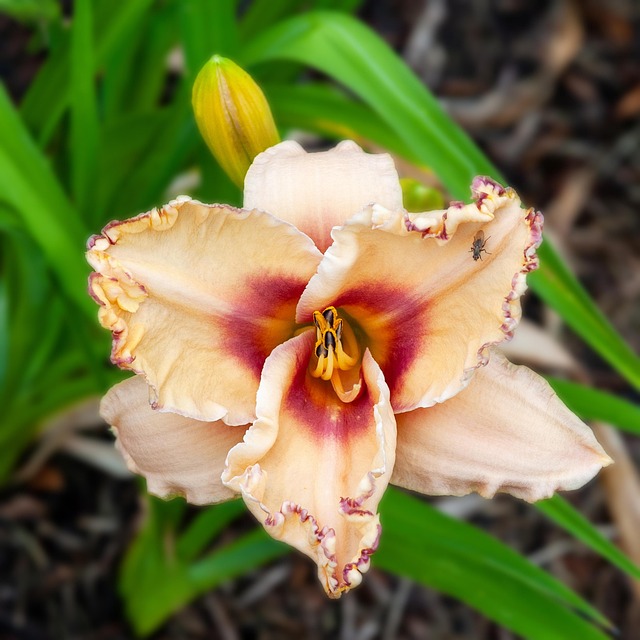Free Daylily Flower photo and picture
