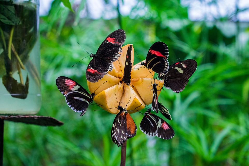 Butterflies Insects Wings - Free photo on Pixabay - Pixabay
