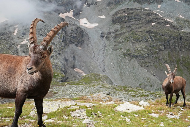 Free Ibex Horns photo and picture